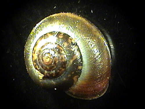 Monacha alfabucalliana (Paulucci 1881)